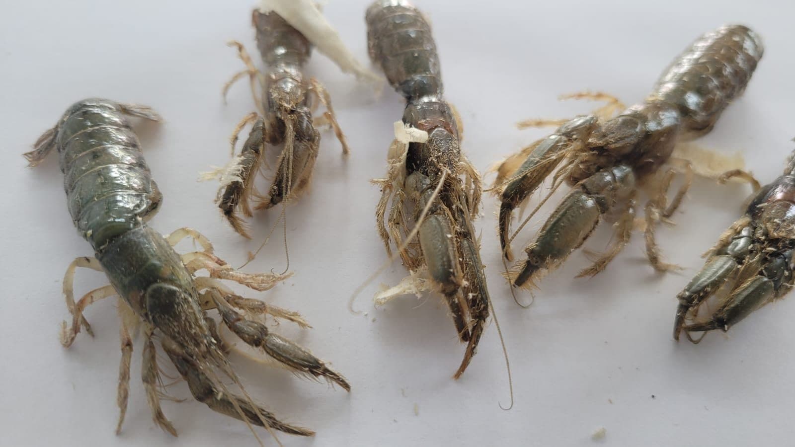 Lodoslu Havada Avcılık: 1.80 Metrelik Hırsızlı Takım Sırrı Lodoslu Havada Avcılık: 1.80 Metrelik Hırsızlı Takım Sırrı